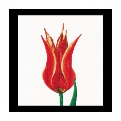 Red/Yellow Lily flowering tulip Aida Набір для вишивання хрестиком Thea Gouverneur gouverneur_515A - Вишивка хрестиком і бісером - Овечка Рукодільниця