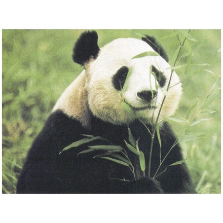 Панда ест бамбук Ткань для вышивания с нанесённым рисунком Orchidea O-060 - Вышивка крестиком и бисером - Овца Рукодельница