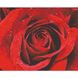 Роза в росе Набор для вышивки бисером по чистой основе НК-003НВ