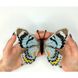 Papilio laglaizei. Метелик Набір для вишивання хрестиком ArtInspirate BUT-88