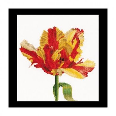 Red/Yellow Parrot tulip Aida Набір для вишивання хрестиком Thea Gouverneur gouverneur_519A - Вишивка хрестиком і бісером - Овечка Рукодільниця