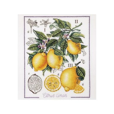 Ботанічний батл – лимон. Набір для вишивання хрестом. Alisena (1260а) - Вишивка хрестиком і бісером - Овечка Рукодільниця