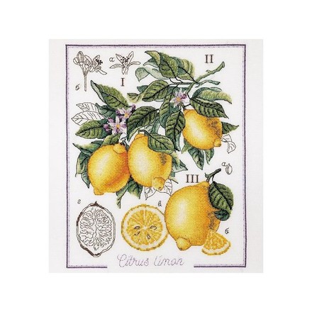 Ботанічний батл – лимон. Набір для вишивання хрестом. Alisena (1260а) - Вишивка хрестиком і бісером - Овечка Рукодільниця