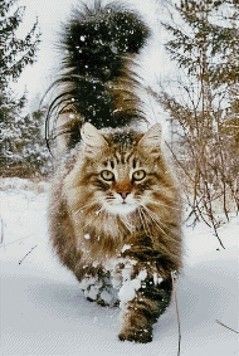 Кот на снегу Электронная схема для вышивания крестиком СХ-143НО