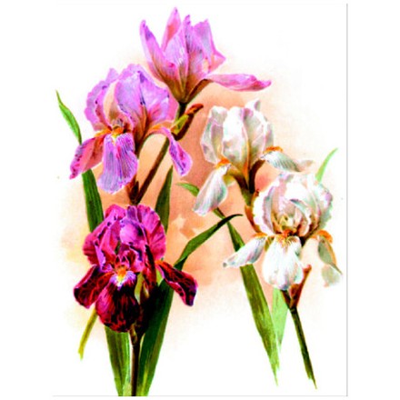 Светлые ирисы Ткань для вышивания с нанесённым рисунком Orchidea O-023 - Вишивка хрестиком і бісером - Овечка Рукодільниця